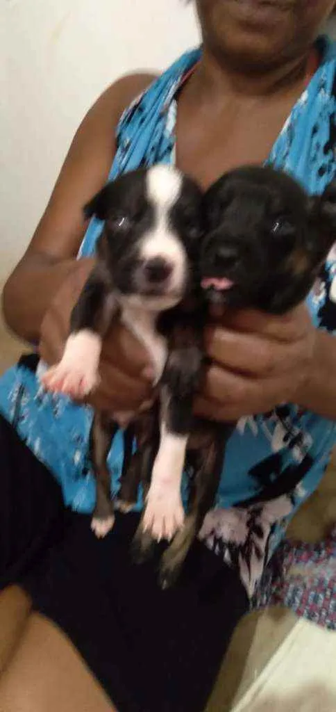 Cachorro raça Vira latas idade Abaixo de 2 meses nome Sem nomes