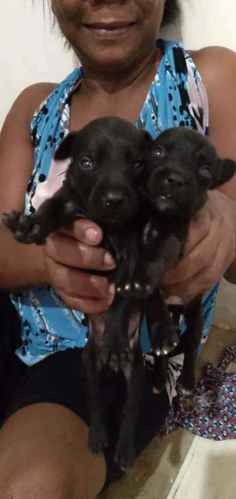 Cachorro raça Vira latas idade Abaixo de 2 meses nome Sem nomes