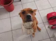 Lola