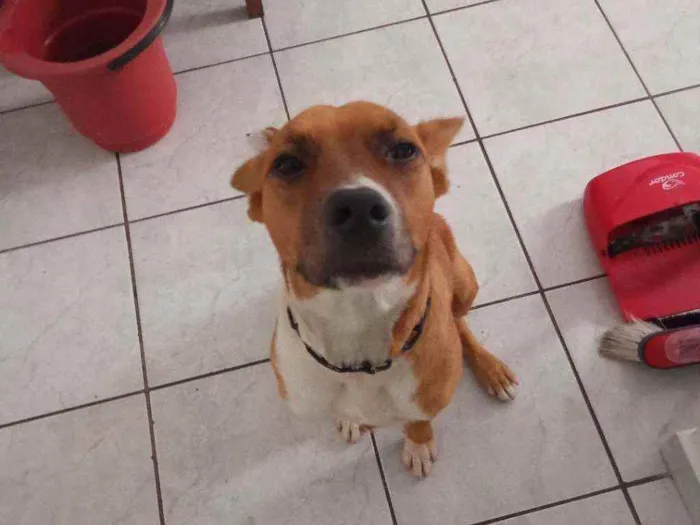 Cachorro ra a SRD idade 1 ano nome Lola