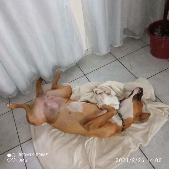 Cachorro ra a SRD idade 1 ano nome Lola