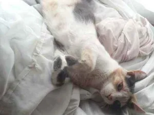 Gato raça SRD idade 7 a 11 meses nome Manu