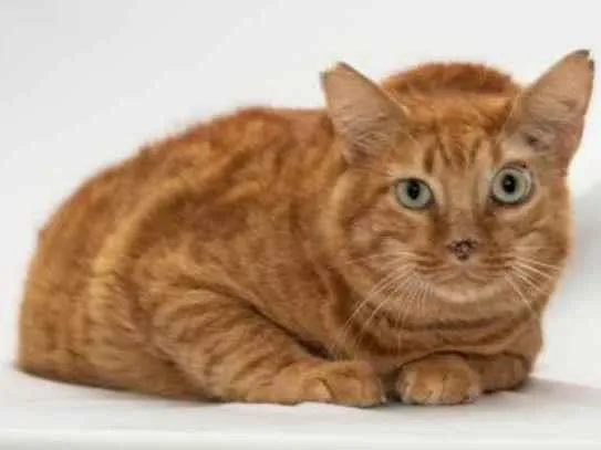 Gato raça Mestiço abissinio idade 6 ou mais anos nome Mano