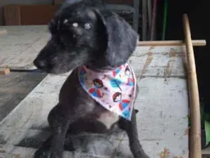 Cachorro raça Poodle idade 2 anos nome Mocinha