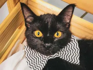 Gato raça SRD idade 2 a 6 meses nome Shayene