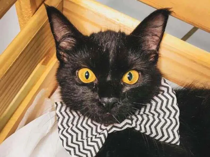 Gato ra a SRD idade 2 a 6 meses nome Shayene