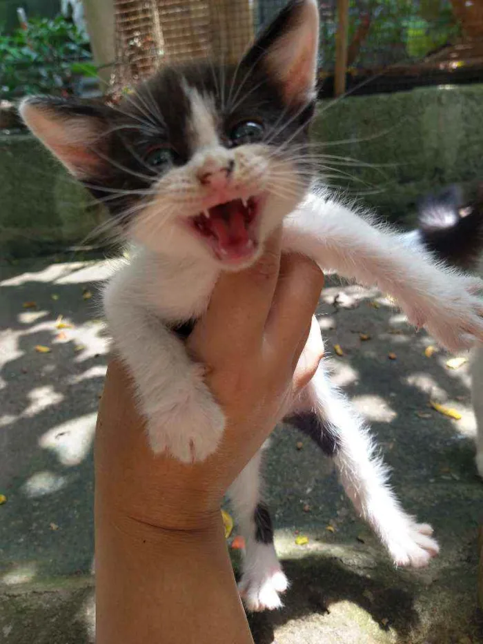 Gato ra a Não sei  idade Abaixo de 2 meses nome Não tem nome