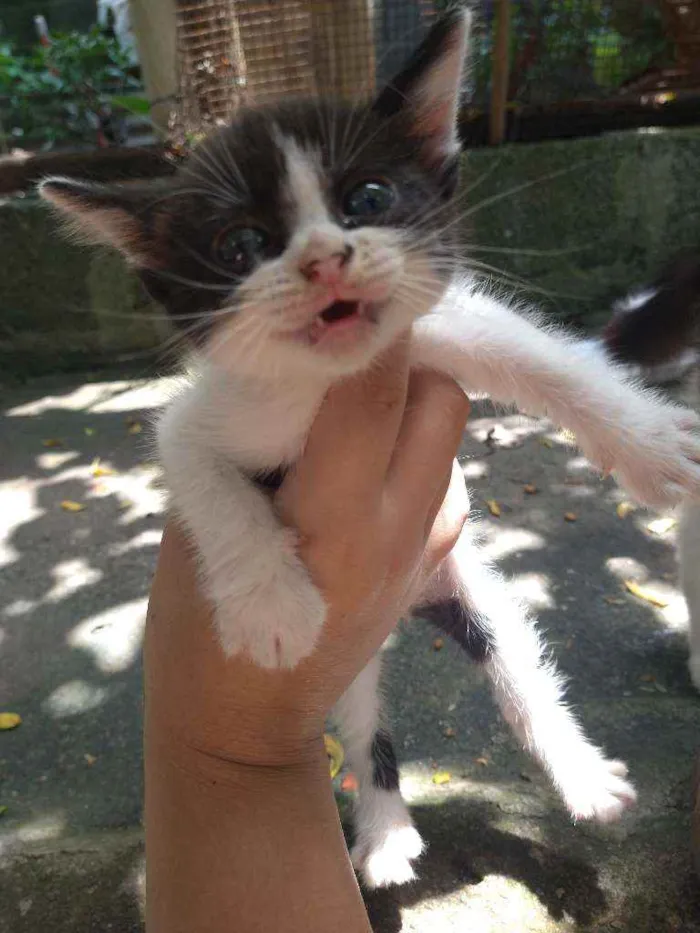 Gato ra a Não sei  idade Abaixo de 2 meses nome Não tem nome
