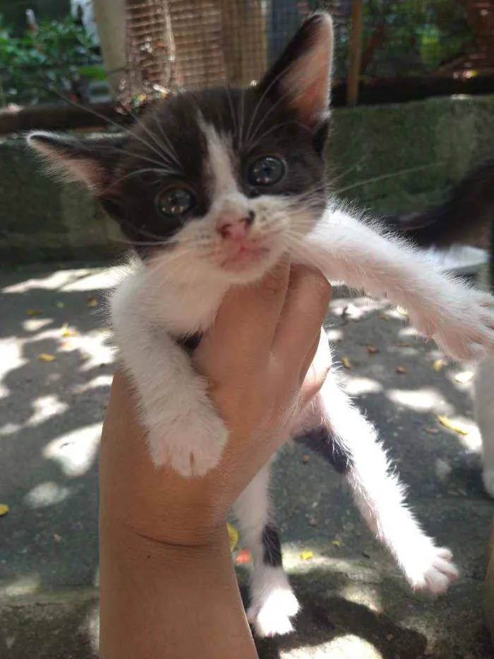 Gato ra a Não sei  idade Abaixo de 2 meses nome Não tem nome