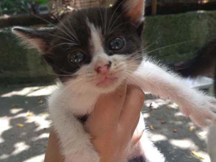 Gato ra a Não sei  idade Abaixo de 2 meses nome Não tem nome