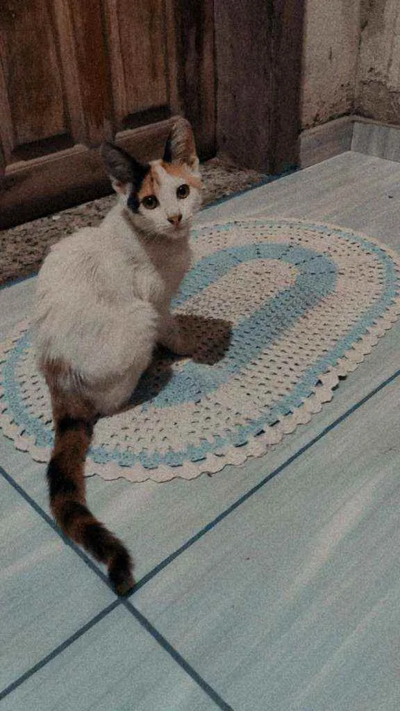 Gato raça  idade  nome Não tem
