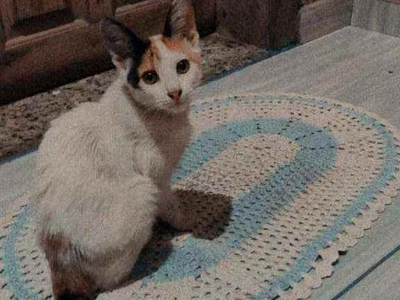 Gato raça  idade  nome Não tem