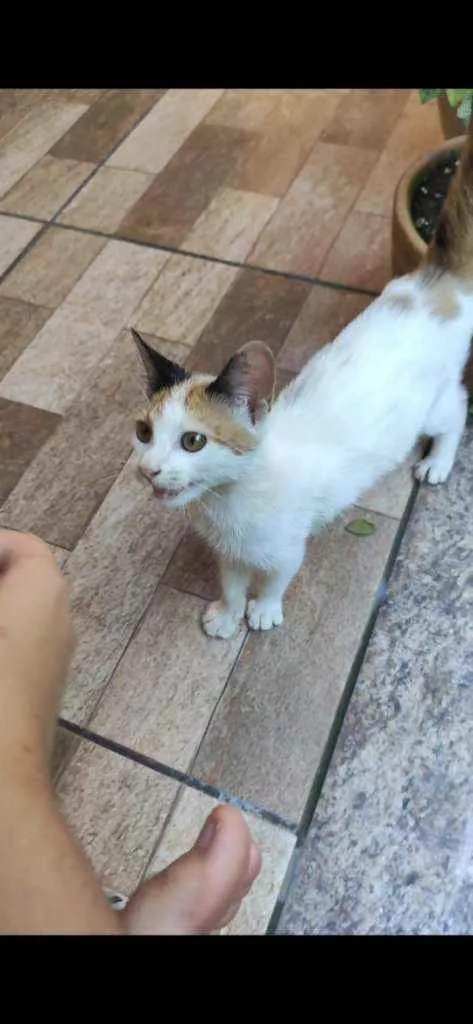Gato raça  idade  nome Não tem
