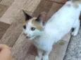 Não tem