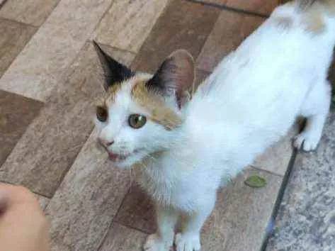 Gato raça  idade  nome Não tem