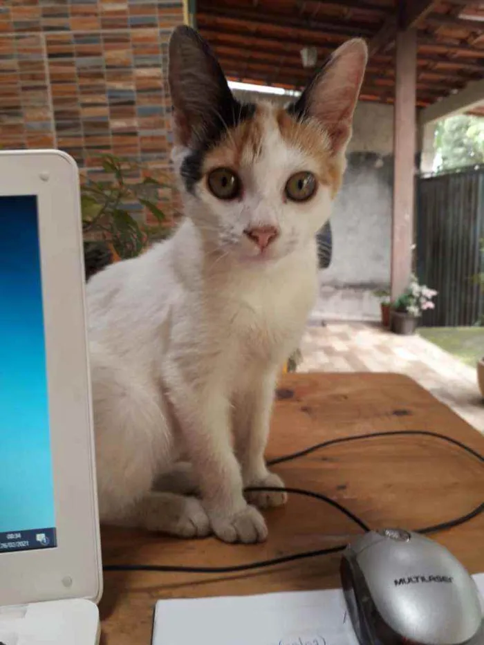 Gato raça  idade  nome Não tem