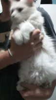 Gatinha branca 