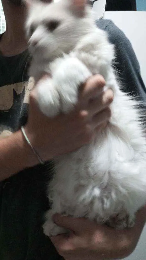 Gato ra a SRD idade 1 ano nome Gatinha branca 