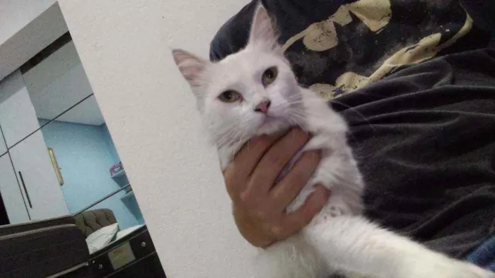 Gato ra a SRD idade 1 ano nome Gatinha branca 