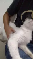 Gatinha branca 