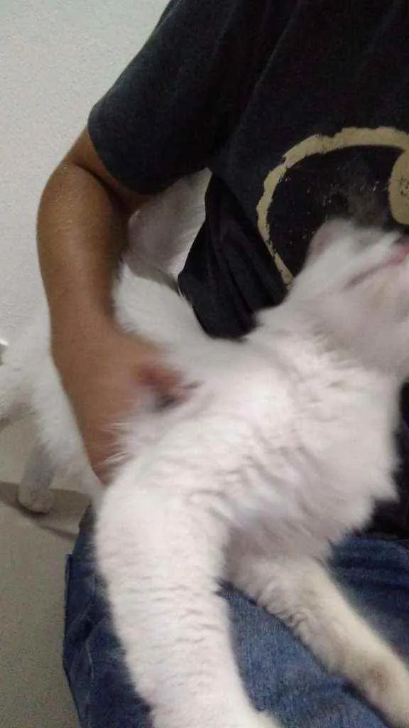 Gato ra a SRD idade 1 ano nome Gatinha branca 