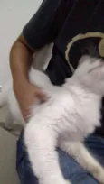 Gatinha branca