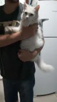 Gatinha branca 