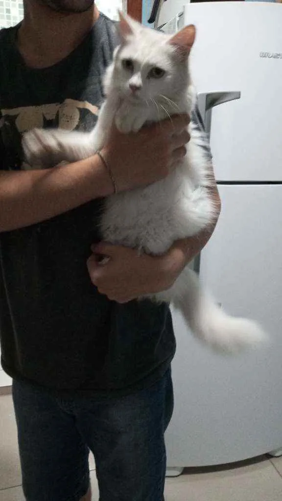 Gato ra a SRD idade 1 ano nome Gatinha branca 