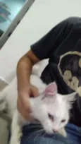 Gatinha branca 