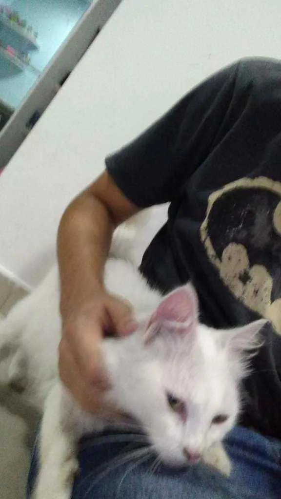 Gato ra a SRD idade 1 ano nome Gatinha branca 