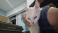 Gatinha branca 