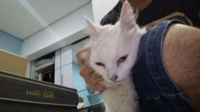 Gato ra a SRD idade 1 ano nome Gatinha branca 