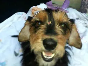 Cachorro raça  idade 2 anos nome Nina 