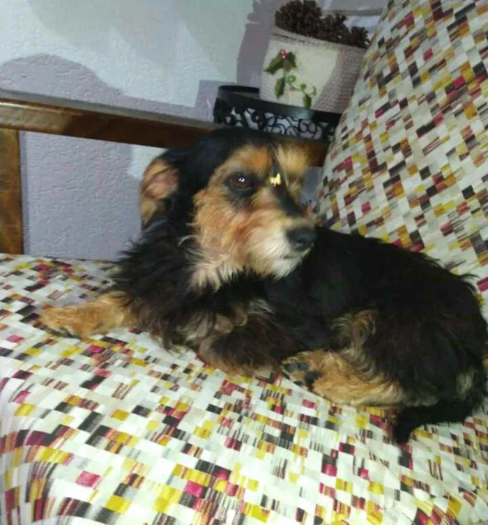 Cachorro raça  idade 2 anos nome Nina 