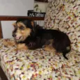 Cachorro raça  idade 2 anos nome Nina 