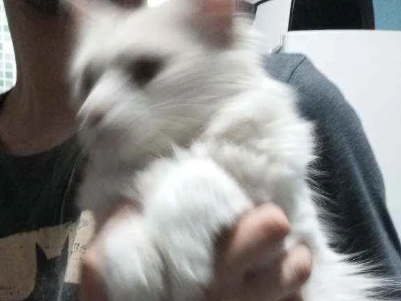 Gato ra a SRD idade 1 ano nome Gatinha branca 