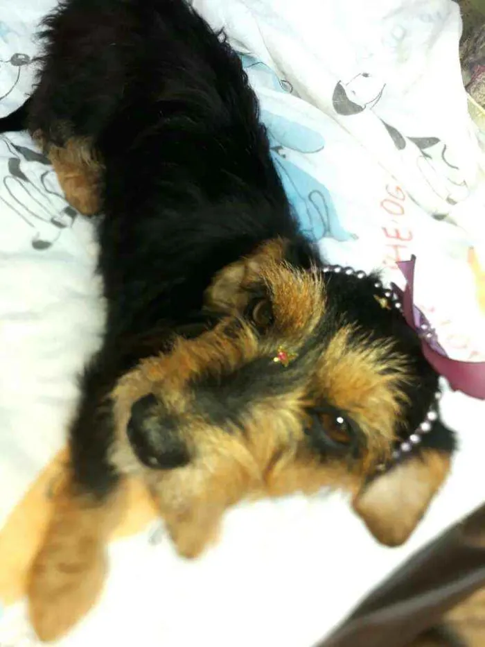 Cachorro raça  idade 2 anos nome Nina 