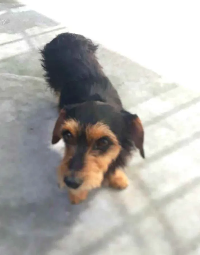 Cachorro raça  idade 2 anos nome Nina 