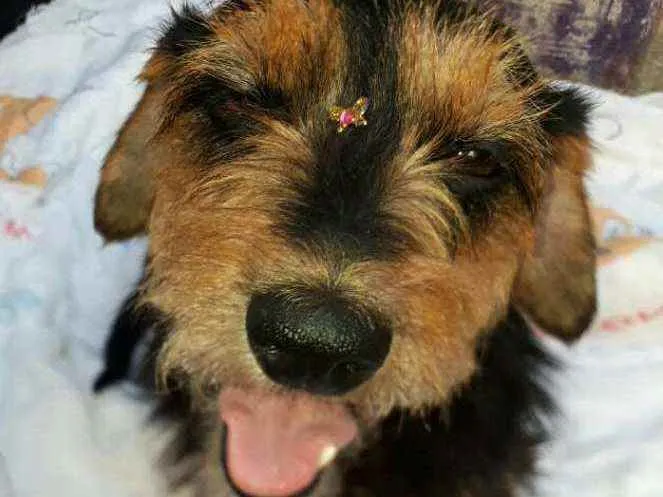 Cachorro raça  idade 2 anos nome Nina 