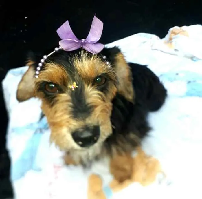 Cachorro raça  idade 2 anos nome Nina 