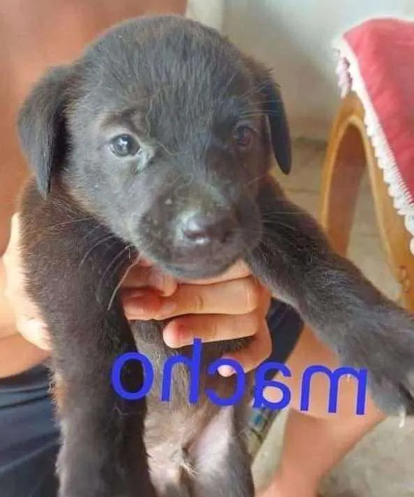 Cachorro ra a SRD-ViraLata idade Abaixo de 2 meses nome sem nome