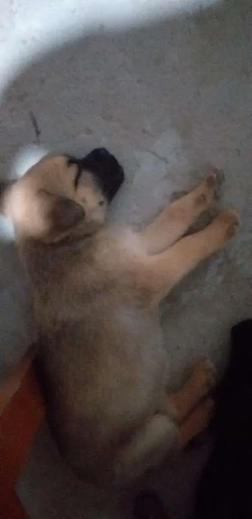 Cachorro ra a SRD-ViraLata idade Abaixo de 2 meses nome sem nome
