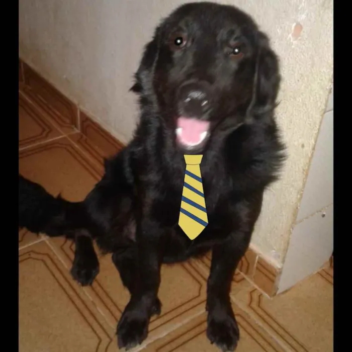 Cachorro ra a Mestiço  idade 2 a 6 meses nome Fred