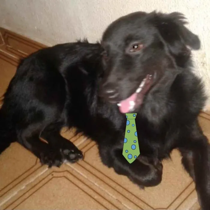 Cachorro ra a Mestiço  idade 2 a 6 meses nome Fred