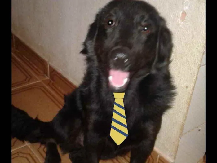 Cachorro ra a Mestiço  idade 2 a 6 meses nome Fred