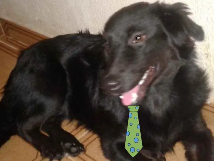 Cachorro ra a Mestiço  idade 2 a 6 meses nome Fred