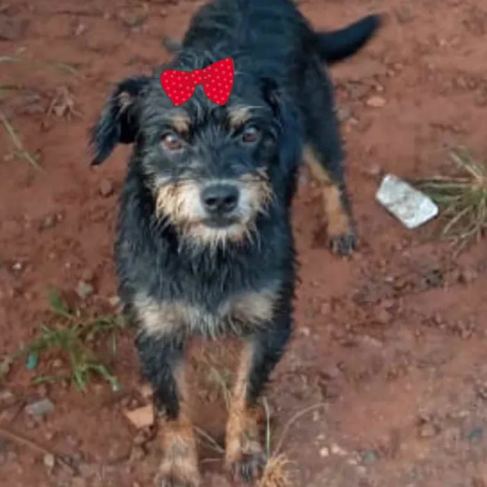 Cachorro ra a Mestiça  idade 7 a 11 meses nome Victoria 