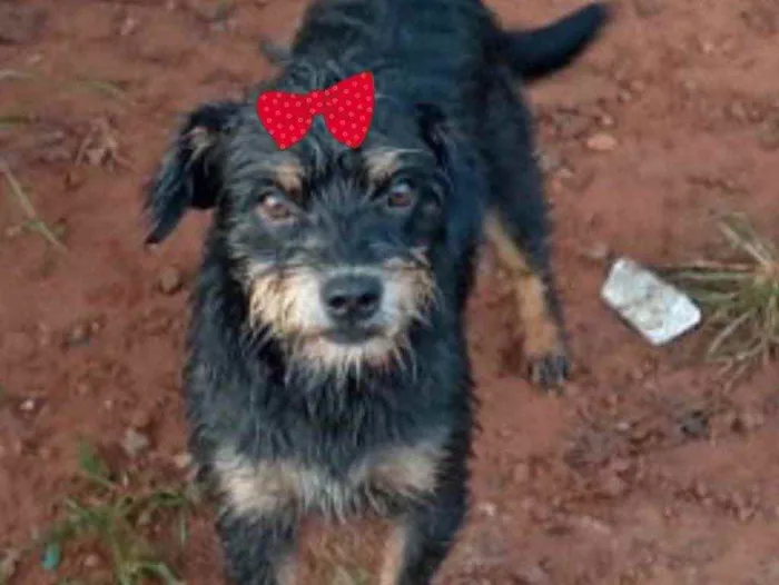 Cachorro ra a Mestiça  idade 7 a 11 meses nome Victoria 
