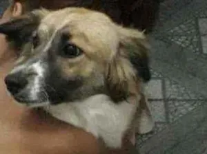 Cachorro raça Labrador misturado com vira la idade 7 a 11 meses nome Bobby