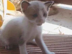 Gato raça Misturado idade 2 a 6 meses nome Mãe-bela e os filhot
